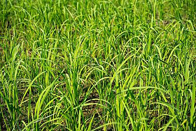 开发者已开始起草《最终幻想7》重制第三作故事 玩家反馈很重要